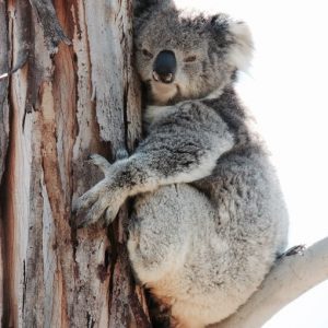 Koala at Old Chilli